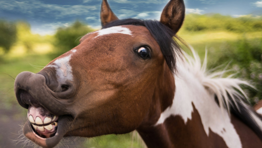 The Importance of Dental Care for Your Horse: Everything You Need to Know
