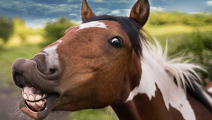 The Importance of Dental Care for Your Horse: Everything You Need to Know