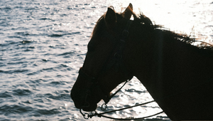 Summer Feeding Guide: What to Feed Your Horse When Temperatures Soar