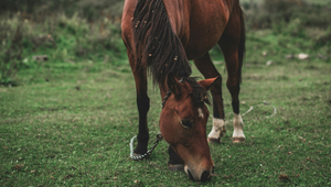 Rainy Day Activities for You and Your Horse
