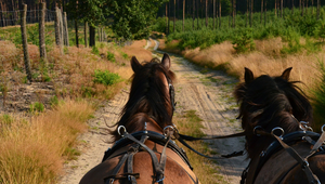 What Your Horse Would Pack for a Trail Ride (If They Could Choose)