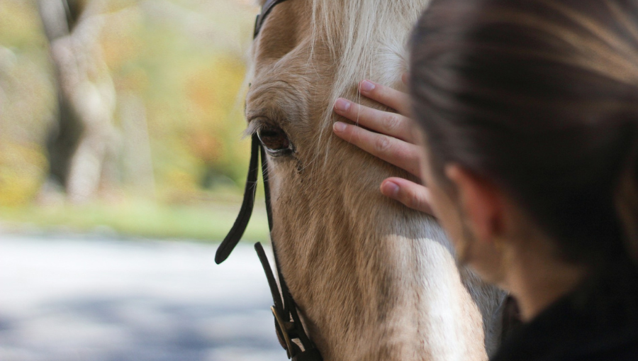Understanding Horse Body Language: A Beginner's Guide