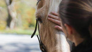 Understanding Horse Body Language: A Beginner's Guide