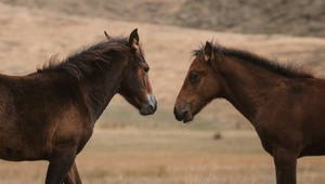 Do Horses Have Best Friends? The Science of Equine Bonds