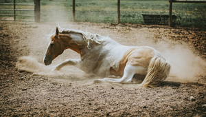 When Is It Time to Put a Horse to Sleep? A Guide for Owners