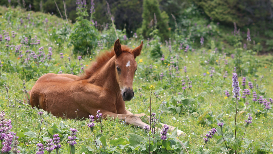10 Must-Dos Spring Horse Care Checklist to Keep Your Horse Happy and Healthy