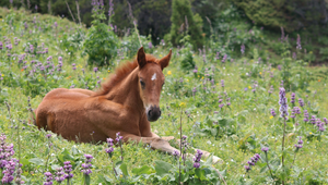 10 Must-Dos Spring Horse Care Checklist to Keep Your Horse Happy and Healthy
