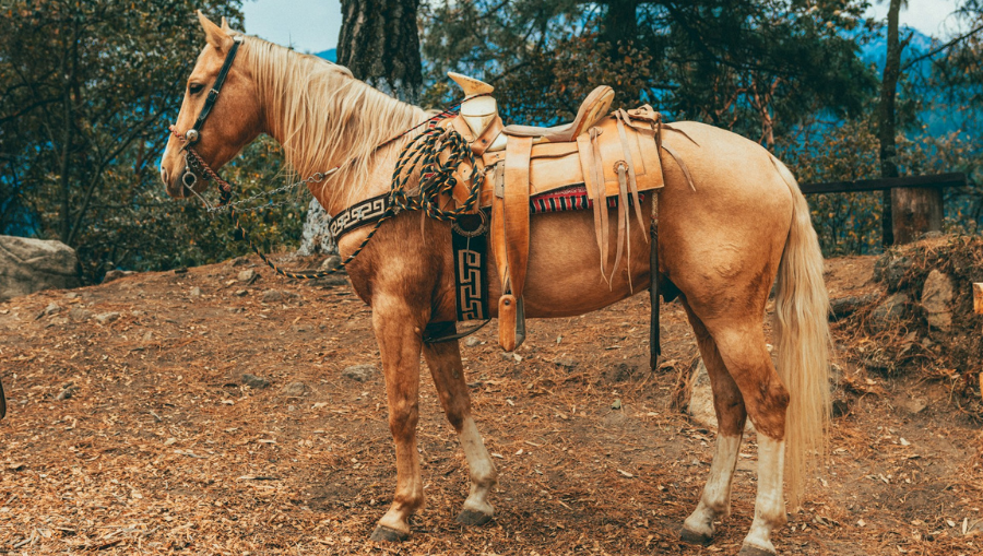 How Saddle Weight Affects Your Horse’s Back