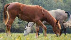 What Horses Can’t Eat: Common Foods That Are Actually Dangerous