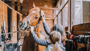 Horse Grooming Tips: How to Keep Your Horse Healthy and Happy