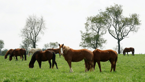 Best Horse Breeds for Beginners: A Guide for First-Time Owners