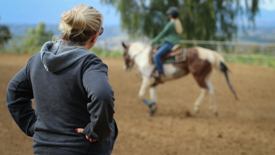 How to Train a Young Horse: Step-by-Step Guide for Beginners