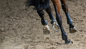 The Importance of Regular Hoof Care for Your Horse