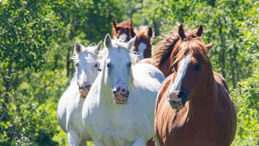 A Guide to Safely Introduce a New Horse to Your Herd
