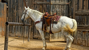 Saddle Myths Busted: Common Misconceptions By Horse Owners